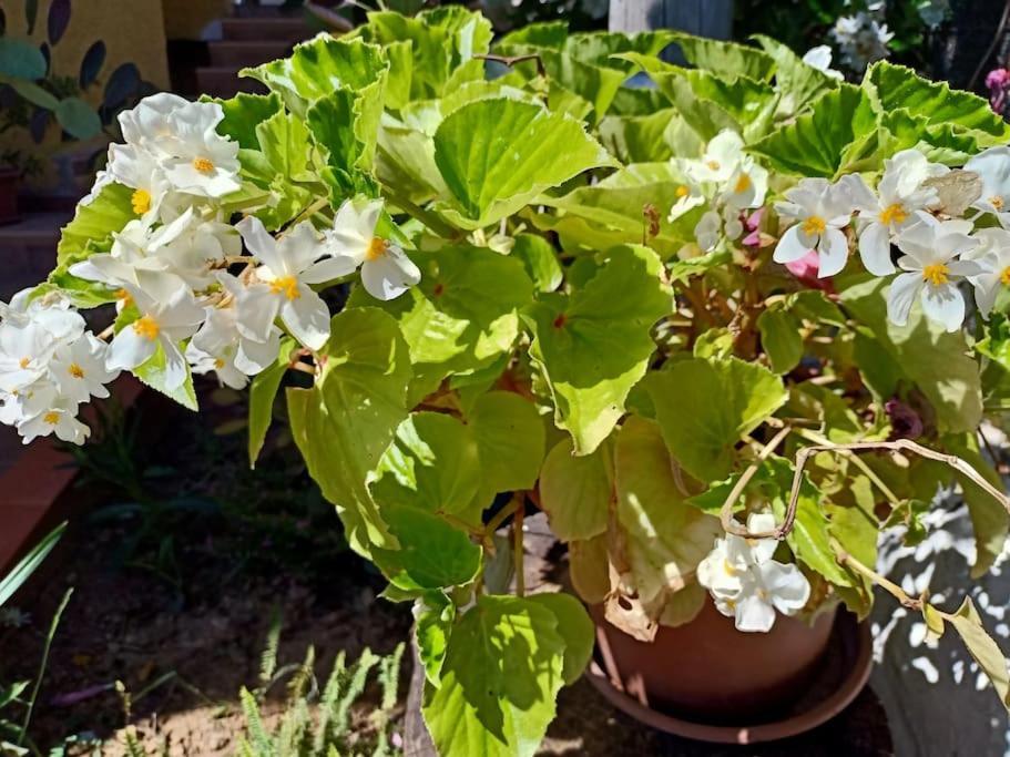 Villa Falconera Apartaments, Gandia A Las Faldas De La Montana Kültér fotó