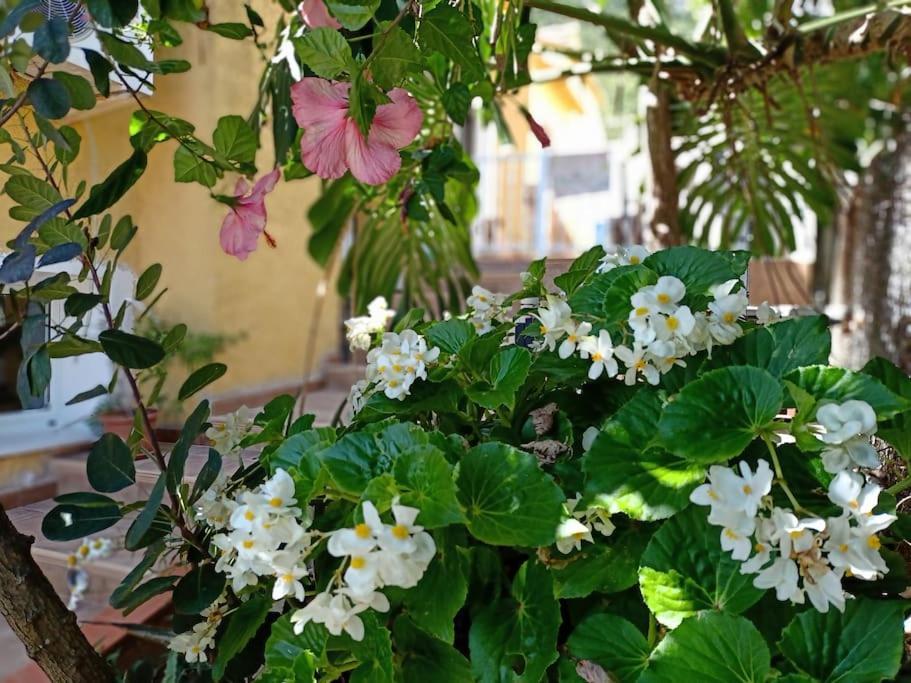 Villa Falconera Apartaments, Gandia A Las Faldas De La Montana Kültér fotó