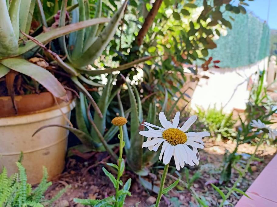 Villa Falconera Apartaments, Gandia A Las Faldas De La Montana Kültér fotó