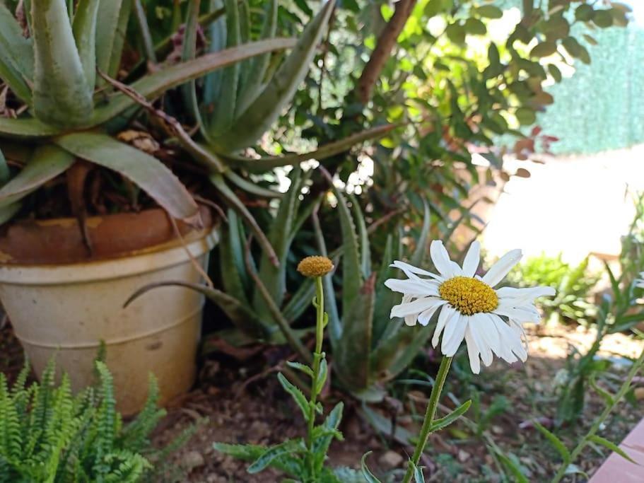 Villa Falconera Apartaments, Gandia A Las Faldas De La Montana Kültér fotó
