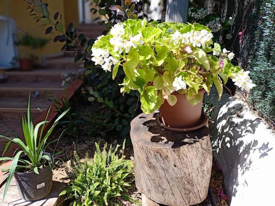 Villa Falconera Apartaments, Gandia A Las Faldas De La Montana Kültér fotó